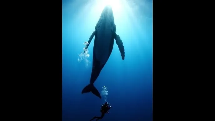 成人版抖音 - 深蓝星球：探索海洋深处的未知世界